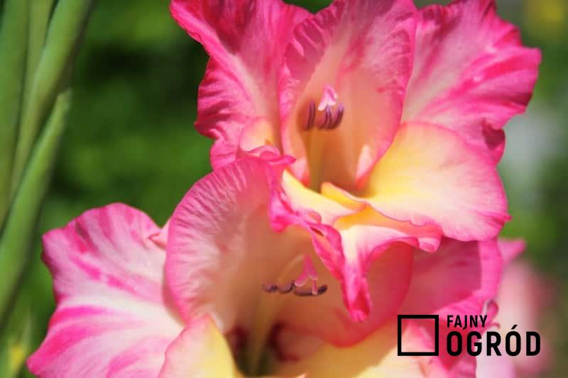 Gladiole o różowych kwiatach, a także sadzenie cebuli kwiatostanowych, pielęgnacja, uprawa oraz podlewanie