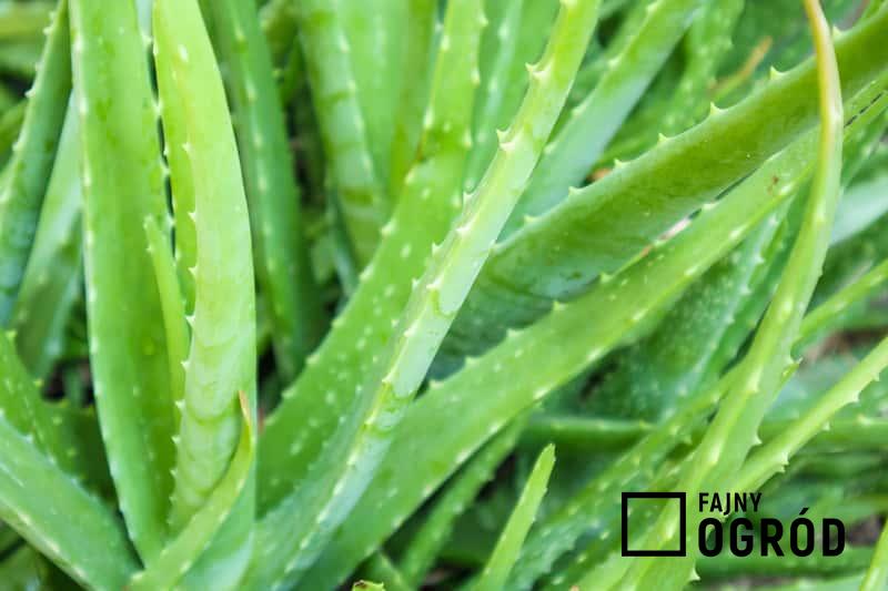Aloes wielkolistny - ciekawy sekulent, czyli uprawa, pielęgnacja, stanowisko, podlewanie oraz zastosowanie
