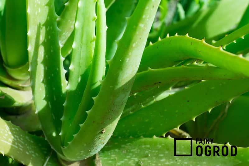 Aloes uzbrojony o grubych liściach, ozdobiony kolcami na brzegach, a także sadzenie, pielęgnacja oraz uprawa i właściwości