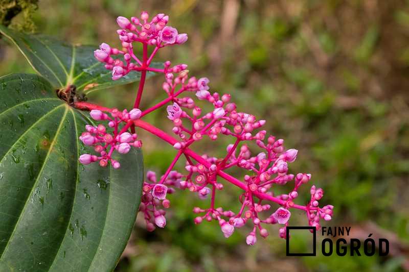 Kwiat i liście medinilli wspaniałej, czyli warunki, uprawa, pielęgnacja, sadzenie egzotycznego kwiatu w doniczce - porady