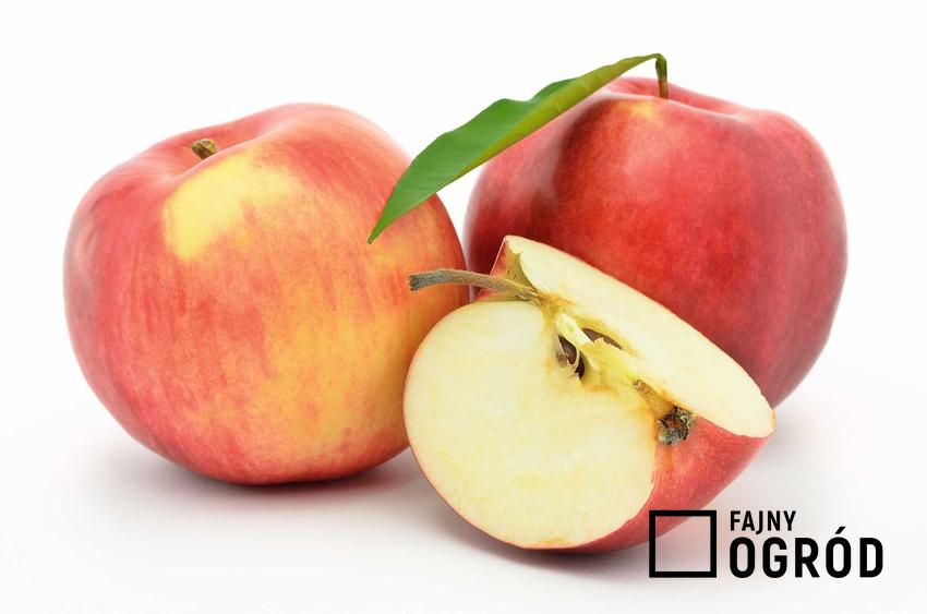 Jabłoń Jonagold rodzi smaczne, czerwone jabłka. Są zdrowe i soczyste, jeśli pielęgnacja jest prawidłowa, ale roślina nie ma dużych wymagań.