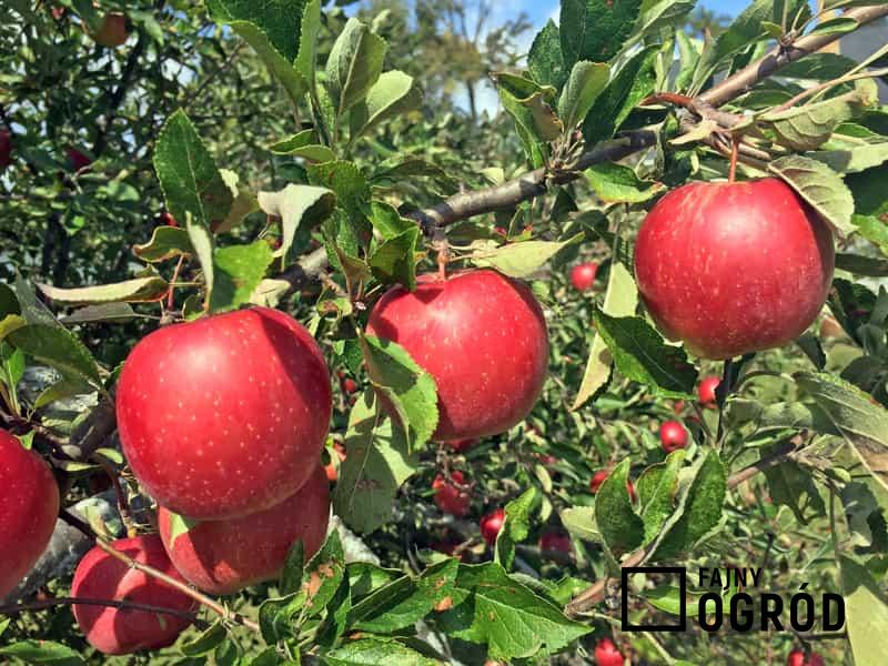 Dojrzałe owoce jabłoni Jonagold na ddrzewie, czyli warunki uprawy, sadzenie, pielęgnacja, wymagania oraz opis i właściwości jabłek
