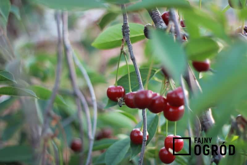 Owoce wiśni Łutówki na drzewie, a także sadzenie, uprawa, pielęgnacja oraz opis odmiany i jej zastosowanie krok po kroku