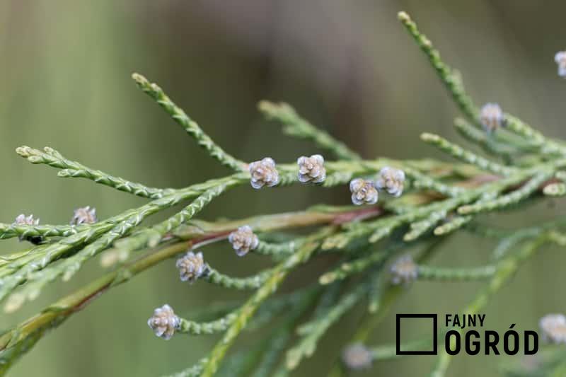 Gałązka rośliny cyprysik Lawsona, a także sadzenie, pielęgnacja, podlewanie, zastosowanie oraz wymagania i stanowisko cyprysika