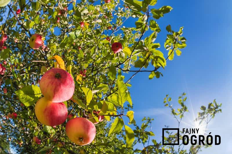 Najlepsze odmiany jabłek w Polsce – przegląd najpopularniejszych gatunków