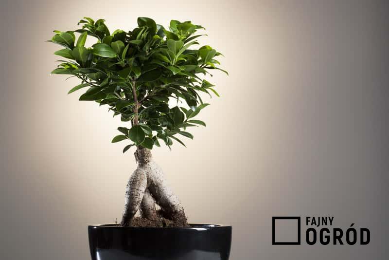 Ficus ginseng (fikus tępy) - uprawa, pielęgnacja, podlewanie, przycinanie, cena