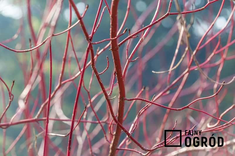 Czerwone pędy derenia czerwonego, a także opis rośliny, uprawa, pielęgnacja, sadzenie, najbardziej popularne odmiany