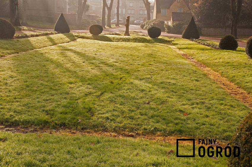 Trawnik po zimie w pierwszym wiosennym słońcu, który wymaga zabiegu, jakim jest rekultywacja trawnika po zimie