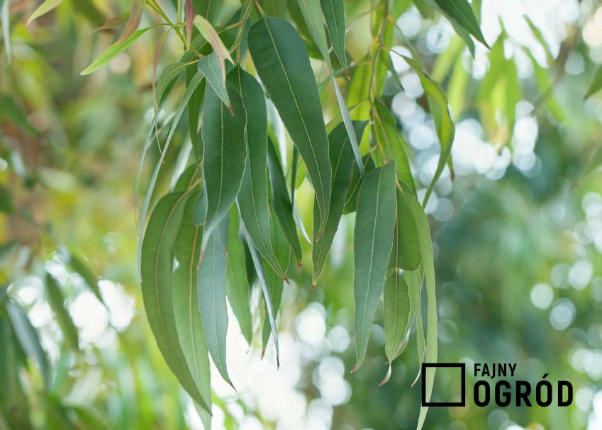 Liść eukaliptusa królewskiego. To najwyższe drzewo na świecie z rodzaju liściastych niższe tylko od sekwoi