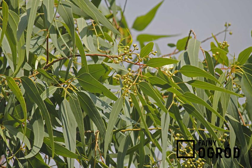 Eukaliptus cytrynowy to urocze dzrewko eukaliptusowe, które można zaprosić do swojego domu. Popularność zawdzięcza cytrusowemu zapachowi