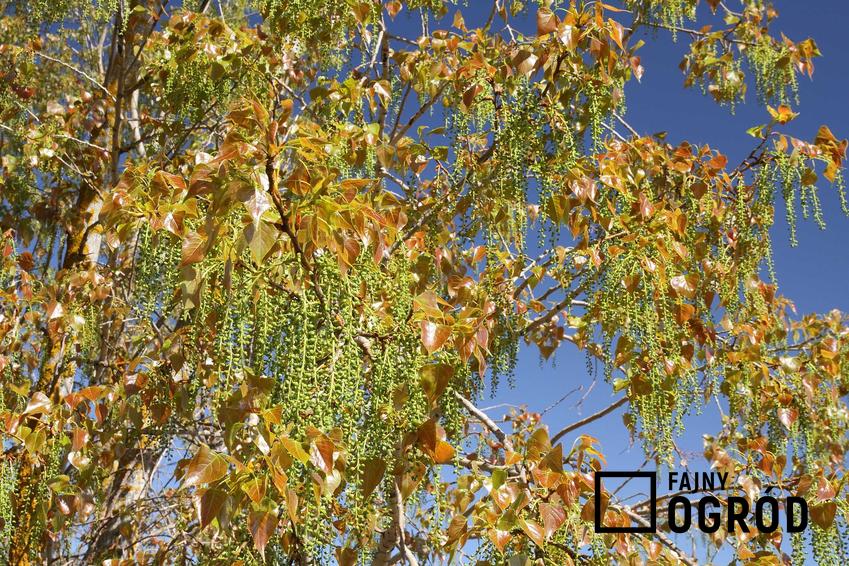 Topola kanadyjska, czyli populus canadensis na początku jesieni oraz porady, na czym polega jej uprawa w Polsce