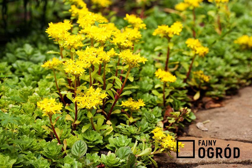 Rozchodnik ostry zwany też rozchodnik żółty lub z łaciny Sedum acre w czasie kwitnienia żółtymi kwiatkami