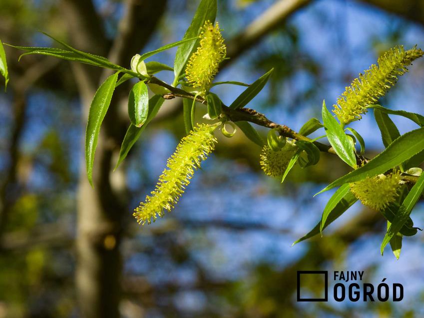 Wierzba krucha Salix fragilis oraz jej odmiany, charakterystyka i warunki uprawy oraz sadzenie w ogrodzie w warunkach domowych