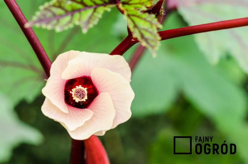 Ketmia szczawiowa, czyli inaczej hibiscus sadbariffa w czasie kwitnienia oraz jej uprawa i pielęgnacja