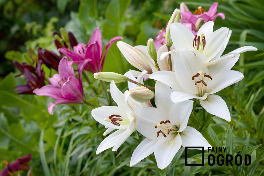 Lilie ogrodowe w czasie kwitnienia, czyli kwiaty lilie gotowe na bukiety. Uprawa, wymagania i pielęgnacja  oraz odmiany lilii