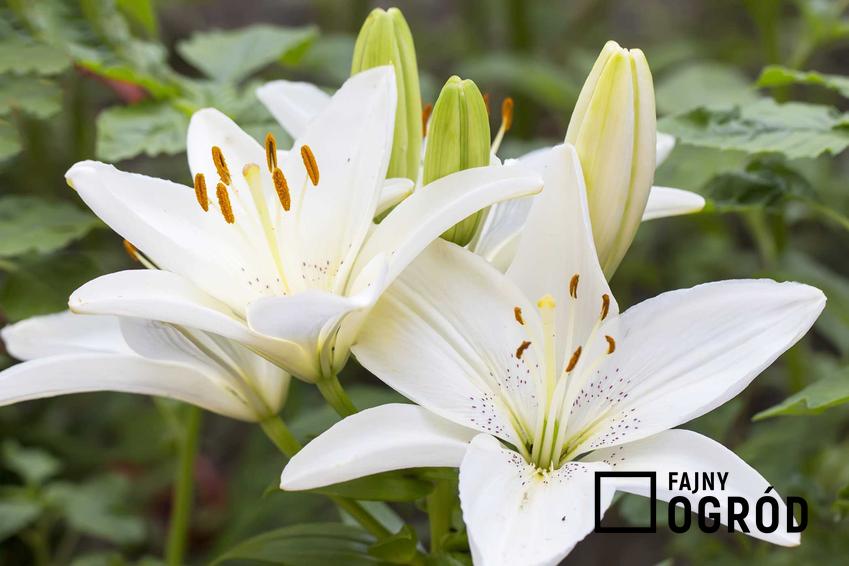 Lilia biała, inaczej lilium candidum lub lilia św. Józefa w czasie kwitnienia oraz jej uprawa, pielęgnacja i sadzenie