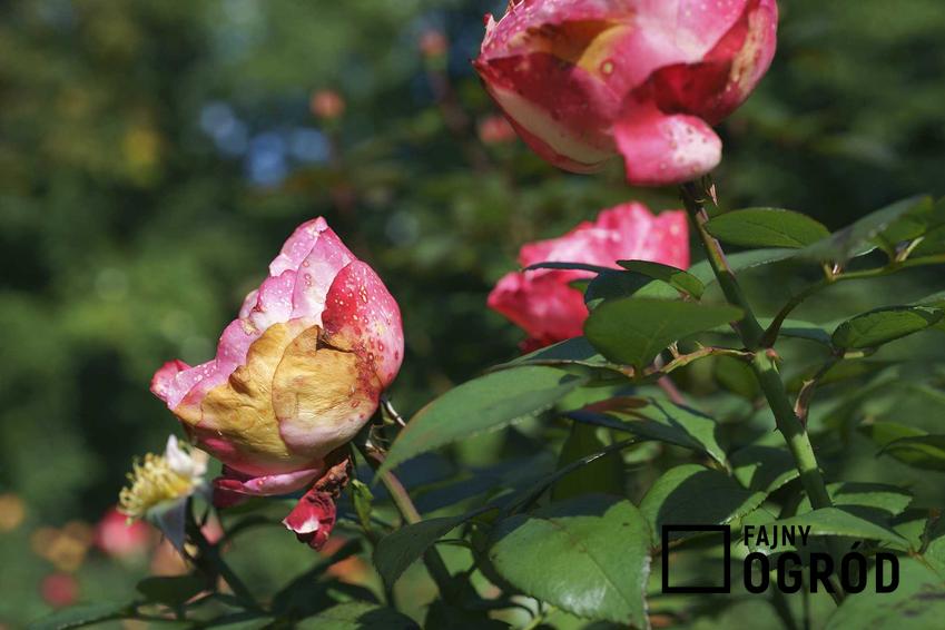 Choroby róż i szkodniki róż, które doprowadziły do zmarnowania kwiatów, a także zwalczanie szkodników i chorób w ogrodzie