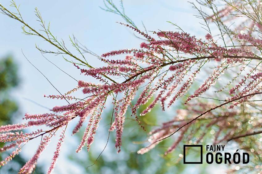 Tamaryszek pięciopręcikowy Tamarix ramosissima z wyeksponowaną gałązką w czasie kwitnienia oraz jego uprawa i pielęgnacja