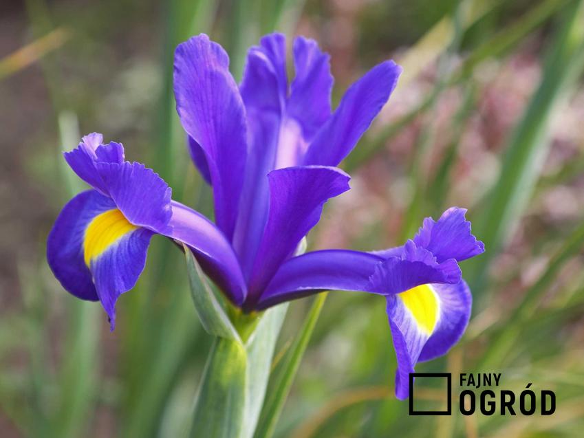 Irys holenderski, którego kwiaty nazywane są także jako kosaćce holenderskie oraz ich uprawa i pielęgnacja krok po kroku