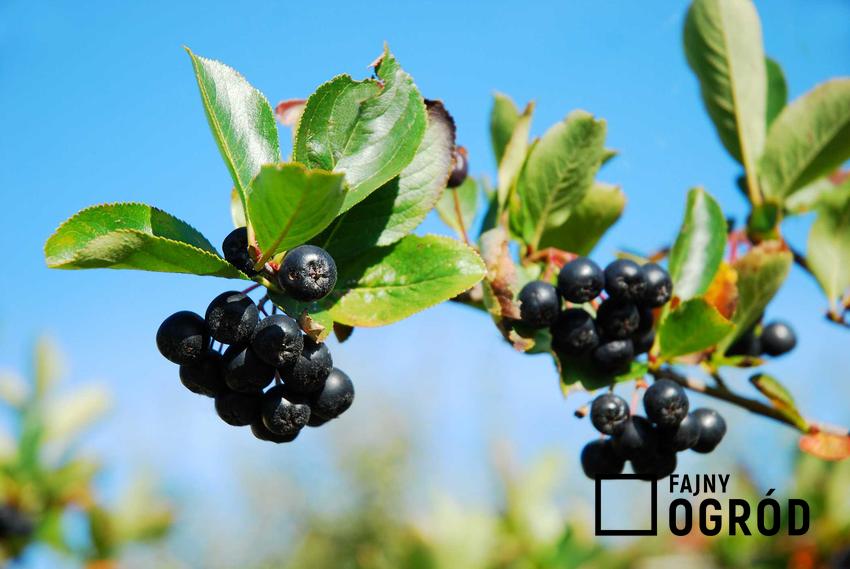 Aronia czarna w czasie owocowania na krzewie, a także właściwości aronii czy też działanie aronii i wpływ na zdrowie