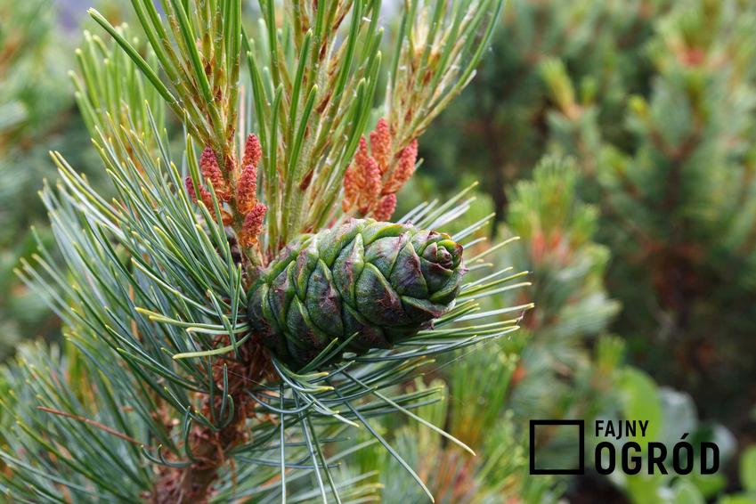 Sosna karłowata czy też sosna karłowa z łaciny Pinus pumila, zwnana także jako sosna niskopienna oraz jej uprawa