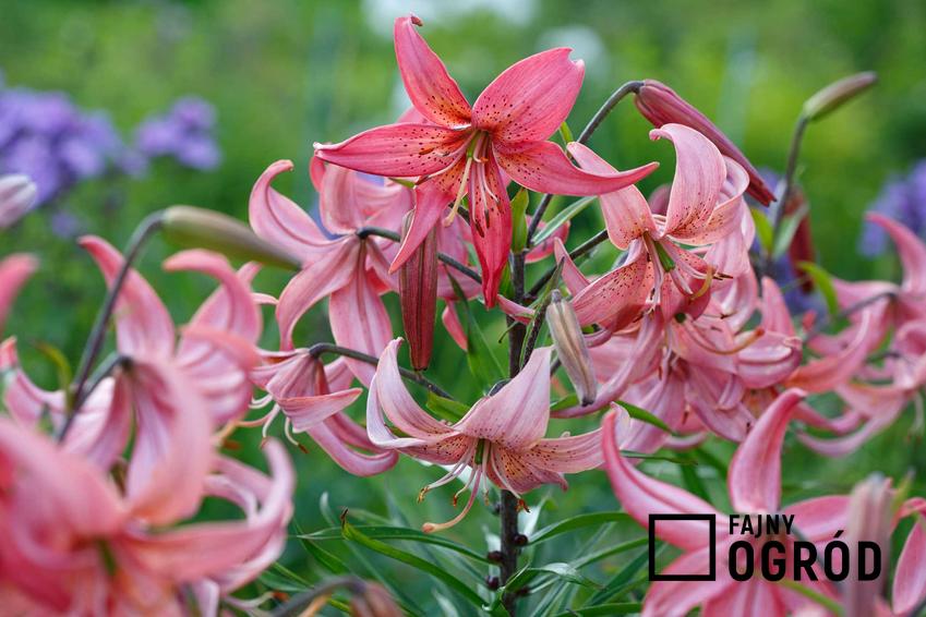 Lilia orientalna w czasie kwitnienia kwiatostanu w ogrodzie oraz cebule lilii i ich sadzenie, pielęgnacja oraz uprawa