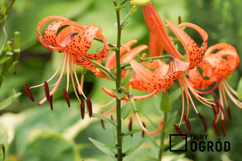 Lilia tygrysia czy też lilia pomarańczowa w czasie kwitnienia oraz jej sadzenie, rozmnażanie, uprawa i pielęgnacja