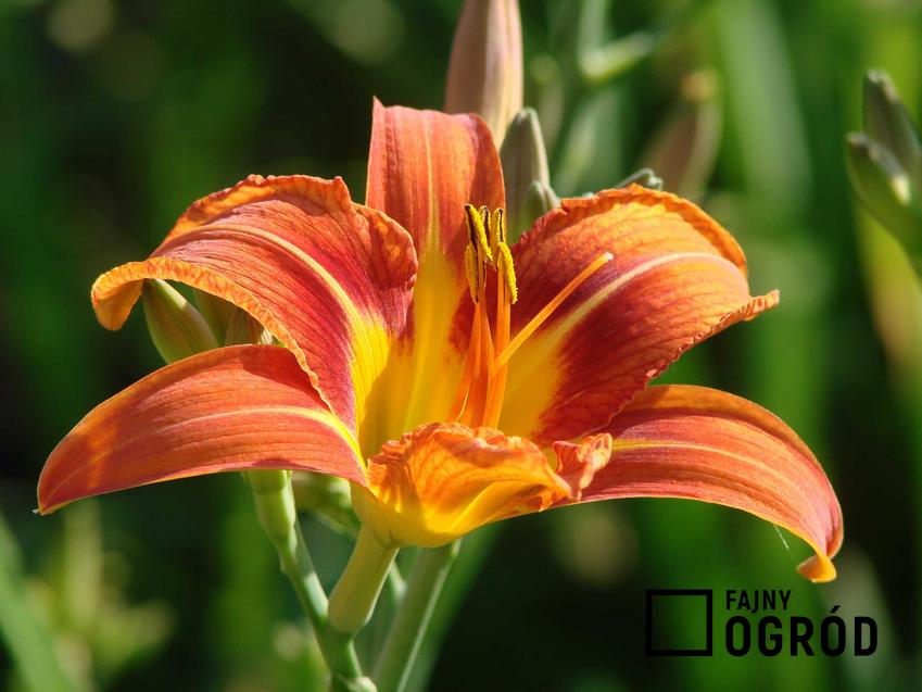 Lilia tygrysia lub inaczej lilia pomarańczowa w czasie kwitnienia oraz jej sadzenie, rozmnażanie, uprawa i pielęgnacja