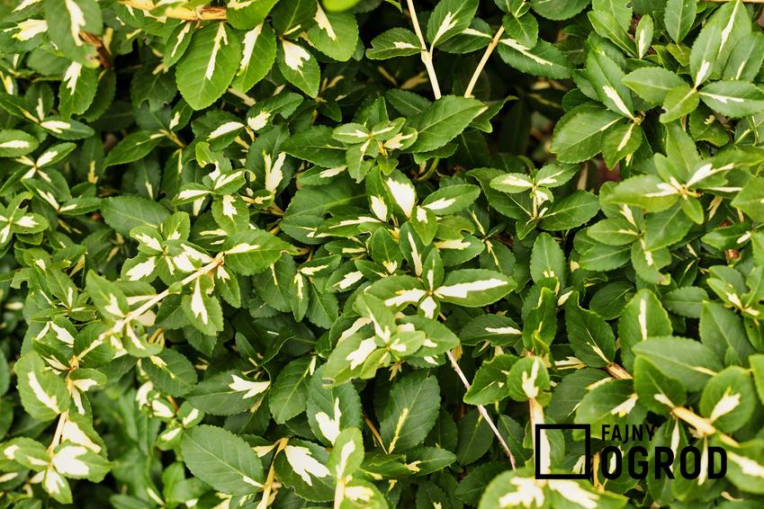 Trzmielina pnąca Emerald Gaiety w ogrodzie oraz inne odmiany trzmieliny a także uprawa, pielęgnacja, rozmnażanie trzmieliny