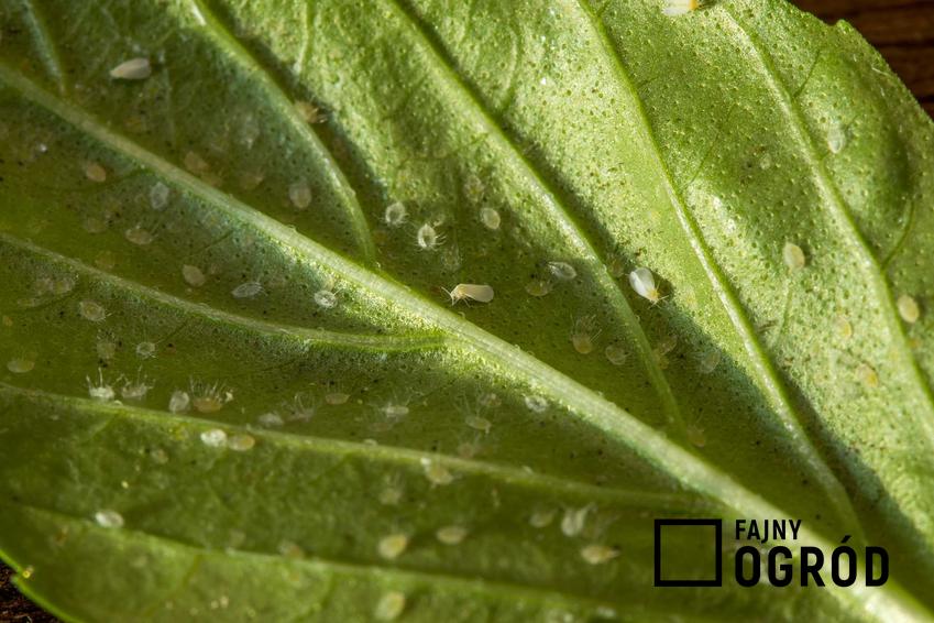 Mączlik szklarniowy i mączlik warzywny na spodniej częsci liścia oraz sposoby na zwalczania mączlika