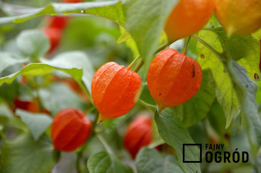 Miechunka peruwiańska, czyli miechunka jadalna lub miechunka pomidorowa rosnąca na krzewie oraz jej uprawa i właściwości