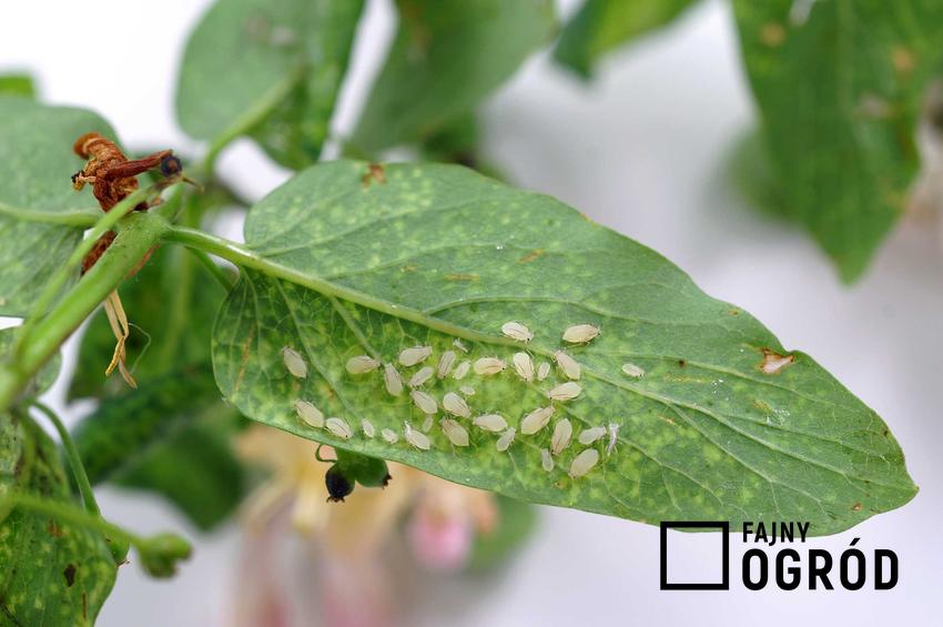 Mszyce na spodniej stronie liścia oraz domowe sposoby zwalczania  mszyc i chemiczne środki ochrony  przed mszycami