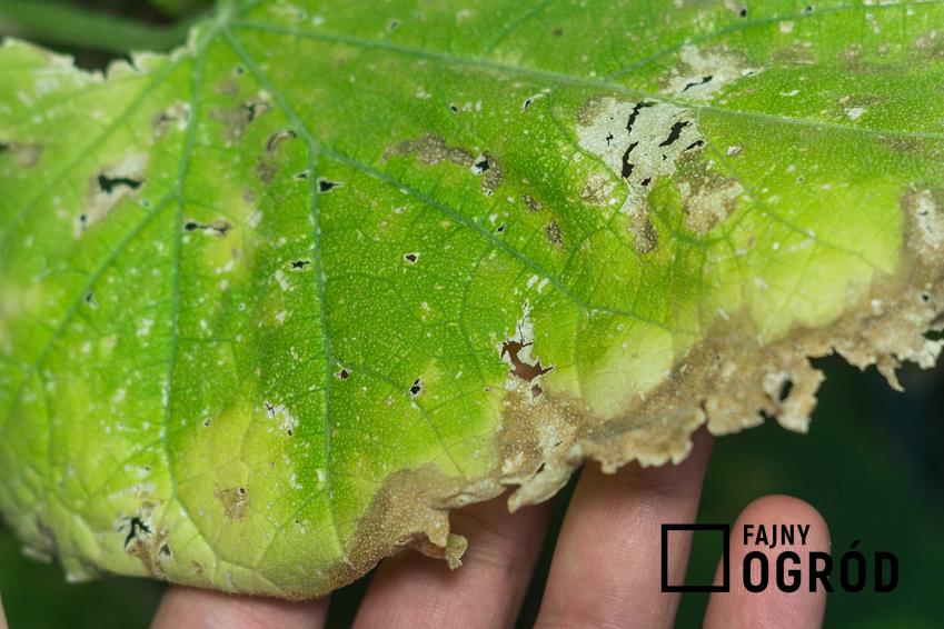 Choroby ogórków szklarniowych na liściach i zdjęcia przedstawiające choroby ogórków szklarniowych, a także sposoby zwalczania pod osłonami i pod folią