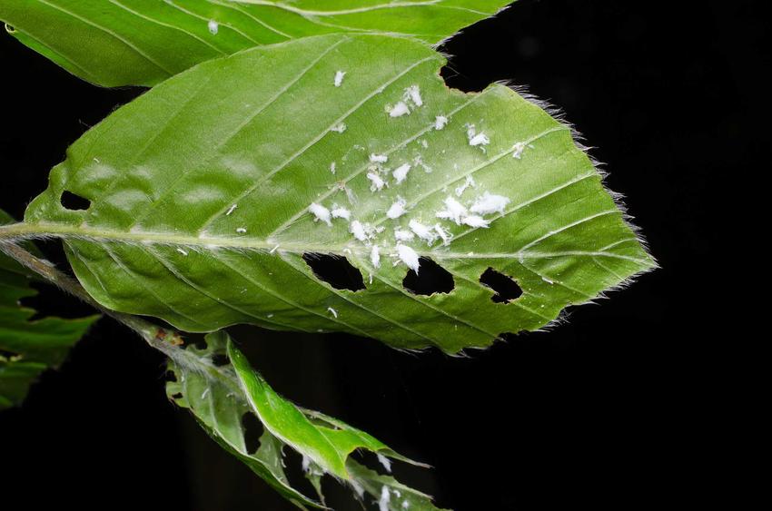 Czerwce na spodzie liści, czyli misecznik śliwowy, tarczniki czy wełnowce oraz preparaty do zwalczania szkodników