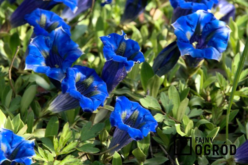 Goryczka niebieska czy też goryczka wiosenna w ogrodzie, czyli ozdobna bylina i jej uprawa oraz pielęgnacja krok po kroku