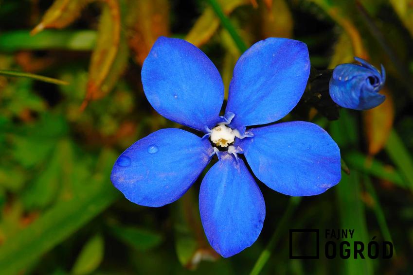 Goryczka niebieska w ogrodzie w czasie kwitnienia czy też goryczka wiosenna, czyli ozdobna bylina i jej uprawa oraz pielęgnacja