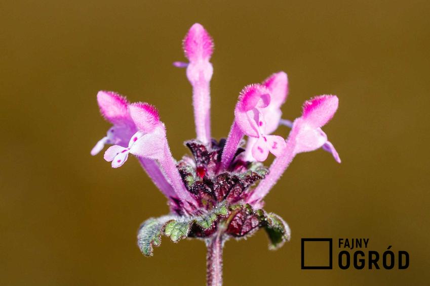 Jasnota różowa z łaciny Lamium amplexicaule i zbliżenie na kwiat oraz jasnota purpurowa i ich właściwości lecznicze oraz zastosowanie