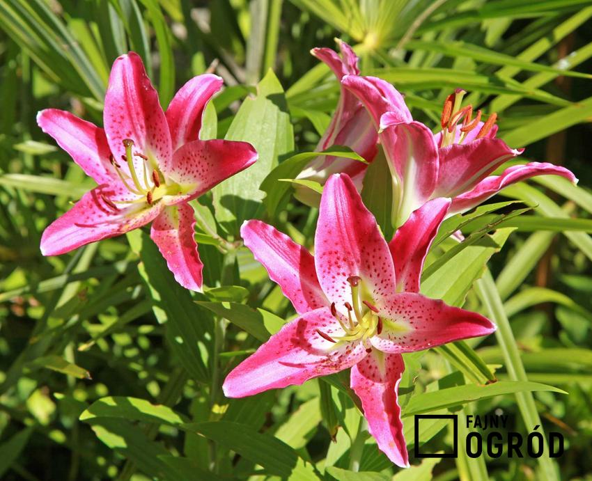 Lilie ogrodowe w czasie kwitnienia, a także sadzenie lilii ogrodowych i kiedy sadzić lilie oraz jak głęboko sadzić lilie