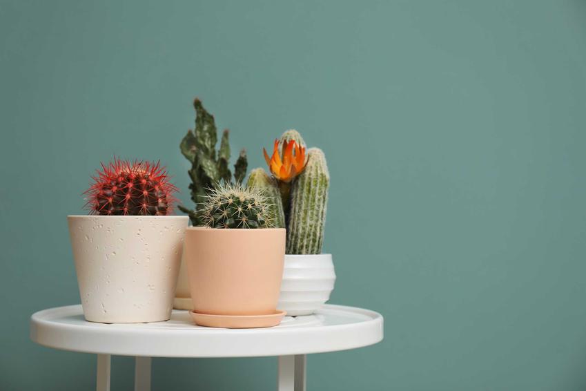 Kaktusy doniczkowe na stoliku oraz rodzaje kaktusów doniczkowych, w tym kwitnące kaktusy doniczkowe, podlewanie i nawożenie krok po kroku