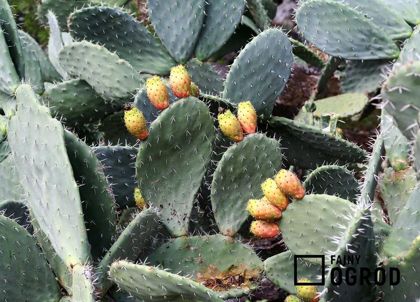 Kaktus opuncja figowa oraz jej właściwości lecznicze i dla urody, a także uprawa i pielęgnacja w doniczce