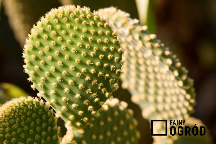 Kaktus opuncja figowa oraz jej właściwości, a także porady jak dbać o kaktusy doniczkowe, działanie i sposób zastosowania opuncji