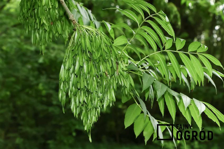 Jesion wyniosły jako popularne drzewa liściaste oraz uprawa i pielęgnacja jesionu  w ogrodzie, cięcie i podlewanie drzewa