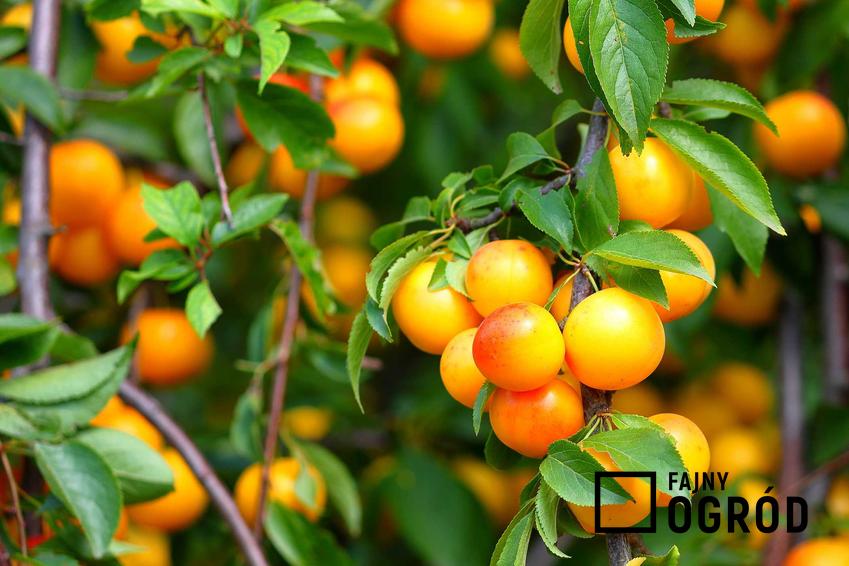 Żółte owoce śliwki mirabelki na gałęziach drzewa mirabelki oraz warunki uprawy, sadzenia i pielęgnacji - porady