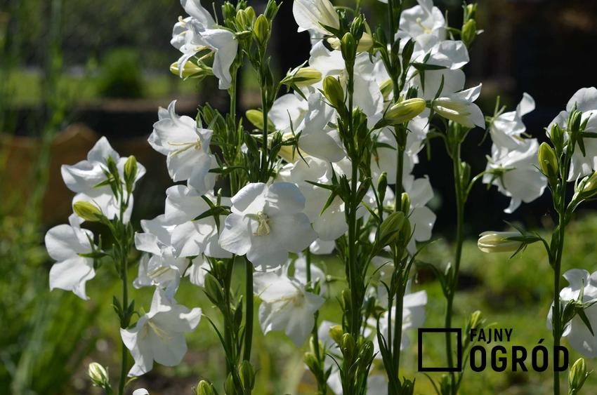 Dzwonek brzoskwiniolistny biały, z łaciny Campanula persicifolia oraz jego odmiany i uprawa, pielęgnacja i podlewanie