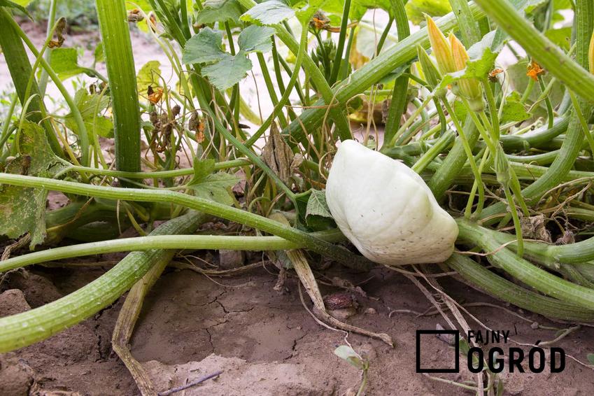 Patison w ogrodzie oraz uprawa patisona, a także przepisy na to warzywo dyniowate do słoików na zimę krok po kroku