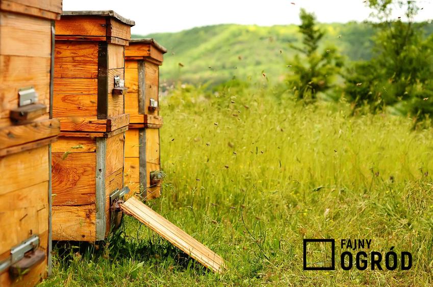 Produkty do pasiek, czyli przegląd produktów, któe warto mieć w pasiece do zbierania miodu i hodowli pszczół