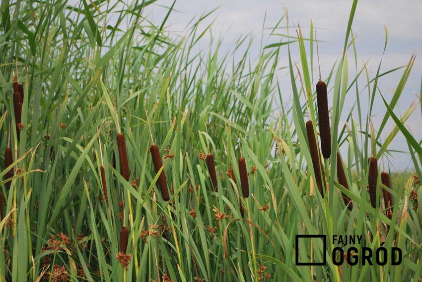 Tatarak zwyczajny rosnący w stawie oraz jego zastosowanie, uprawa, opis, sadzenie i rozmnażanie - krok po kroku