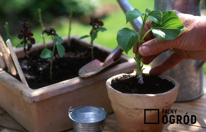 Sadzonki hortensji oraz rozmnażanie hortensji ogrodowej i porady jak rozmnożyć hortensję z sadzonek pobranych z krzewów
