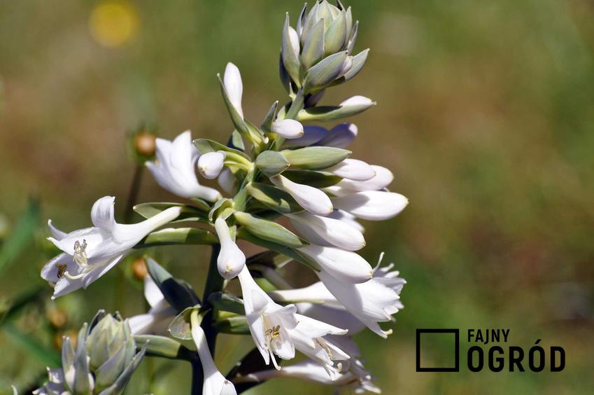 Kwiat galtonia, a dokładniej galtonia biaława z łaciny galtonia candicans oraz jej uprawa, wymagania, stanowisko, zastosowanie, pielęgnacja