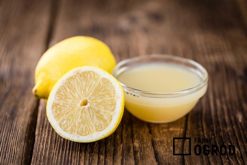 Wyciśnięty sok z cytryny, a także picie soku z cytryny na czczo i właściwości lecznicze i oczysczające